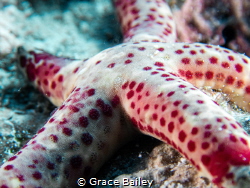 Up close to a spotty dotty Seastar by Grace Bailey 